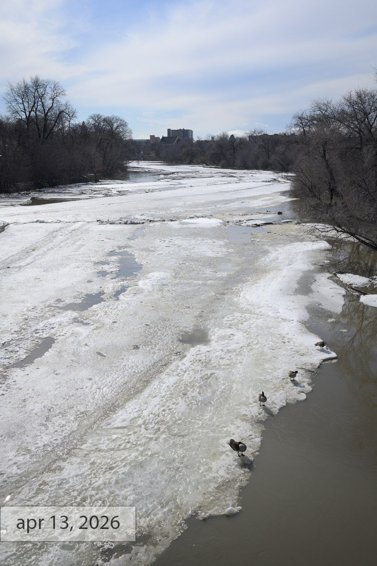 Labeled apr 13, 2026: Canada geese standing on a shrinking shelf of candled ice as brown meltwater opens along the far bank